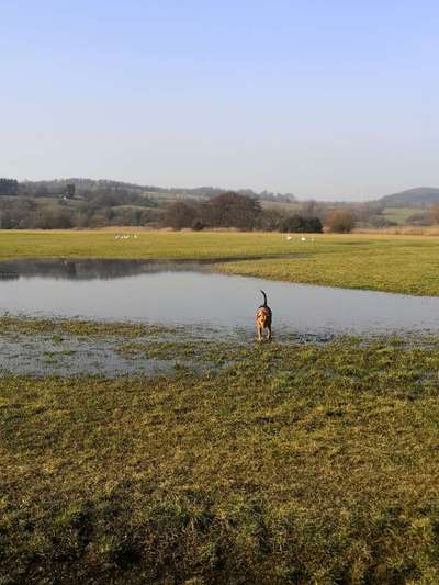 Hundeauslaufgebiet-Lahnwiese-Bild