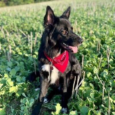 Hundetreffen-Spielkameraden gesucht 🐕🐾-Bild