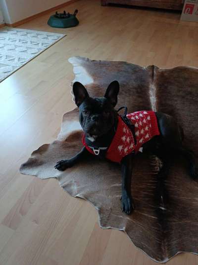 Dogorama Photo Challenge - Weihnachtsbaum-Beitrag-Bild