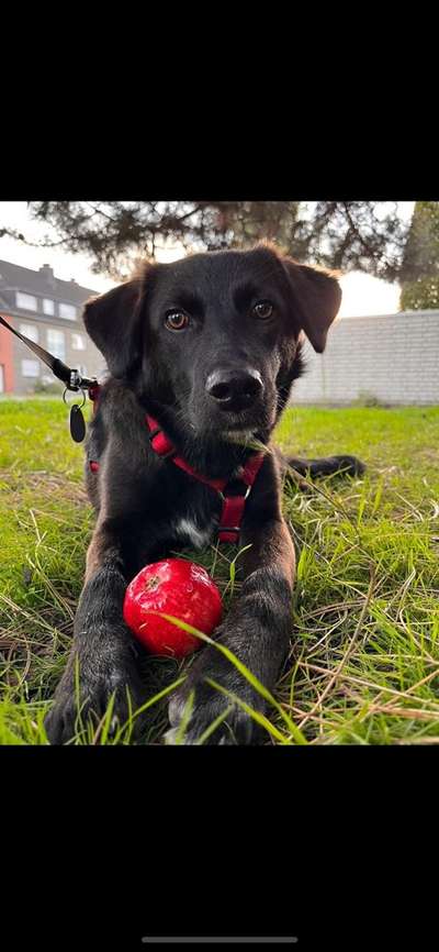 Dogorama Photo Challenge - Portrait-Beitrag-Bild