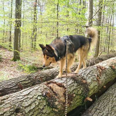 Hundetreffen-entspannte spaziergänge üben-Profilbild