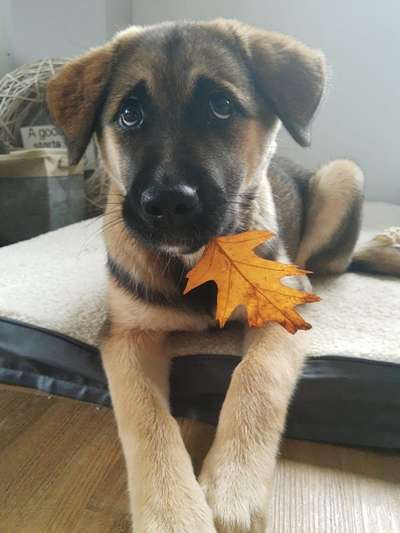 Dogorama Photo Challenge - Hundeblick zum hinschmelzen-Beitrag-Bild