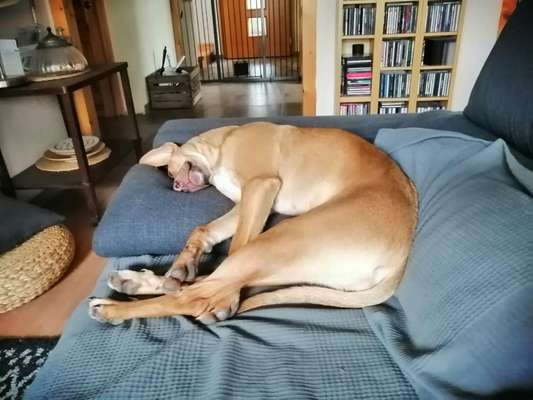 Challenge Nr 14
Eure Fellnasen auf ihrem Lieblingsplatz-Beitrag-Bild