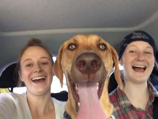 Zeige das lustigste Bild eures Hundis-Beitrag-Bild