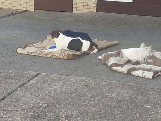 Bester Freund, Hundekumpel - zeigt her!-Beitrag-Bild