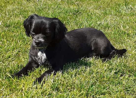 Fotochallenge No. 26                                     Wald und Wiese-Beitrag-Bild