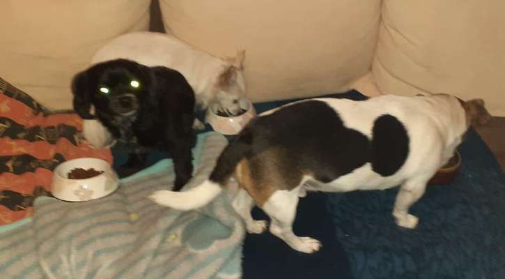 Bester Freund, Hundekumpel - zeigt her!-Beitrag-Bild