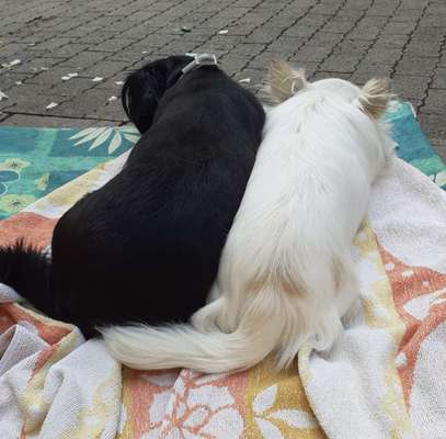 Bester Freund, Hundekumpel - zeigt her!-Beitrag-Bild