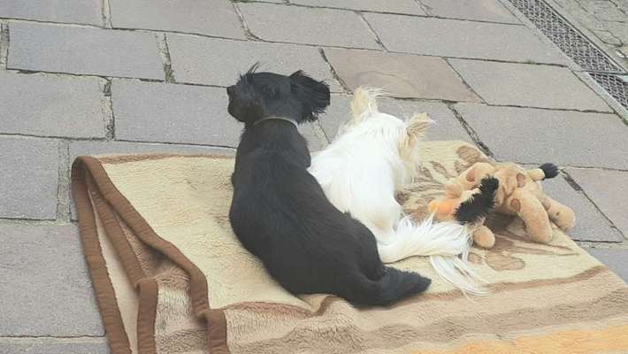 Bester Freund, Hundekumpel - zeigt her!-Beitrag-Bild