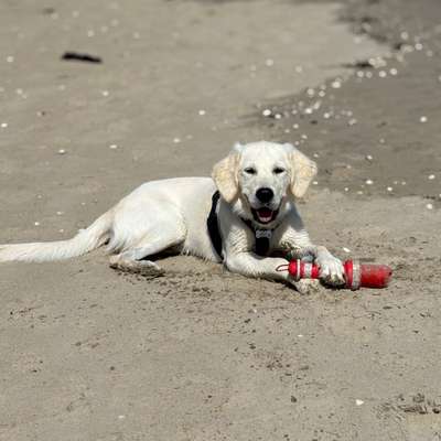 Hundetreffen-Junghundetreffen-Bild