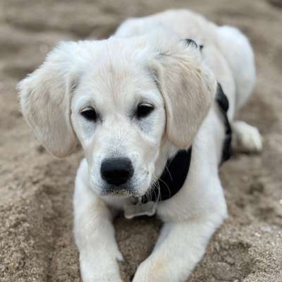 Hundetreffen-Mädelstreffen mit Welpen-Bild