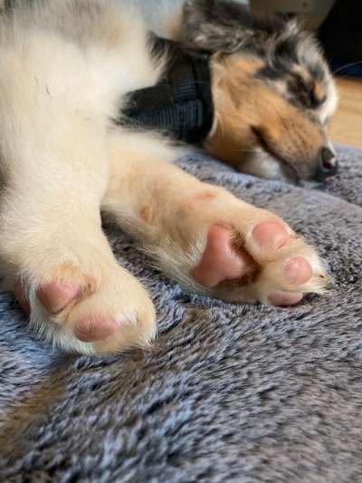 Welpen Bilder !-Beitrag-Bild