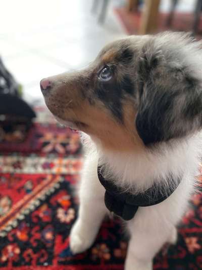 Welpen Bilder !-Beitrag-Bild