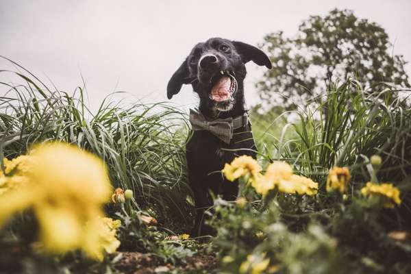 Die Dogorama Monats Challenge "Es grünt und blüht"-Beitrag-Bild