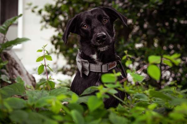 Tierschutzhund ist meine Lieblingsrasse-Beitrag-Bild