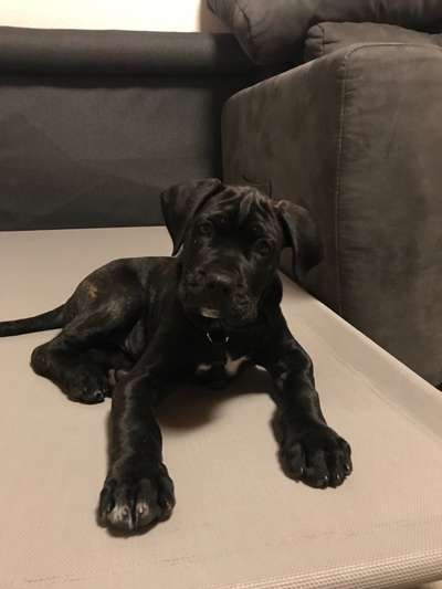 cane corso-Beitrag-Bild