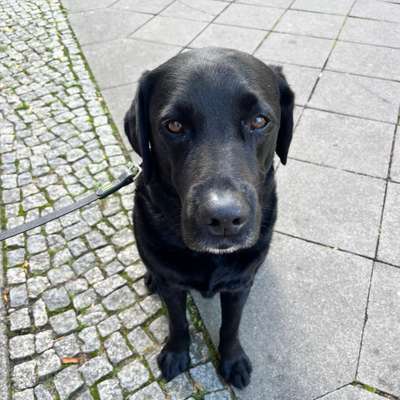 Hundetreffen-Gassi gehen & spielen-Bild
