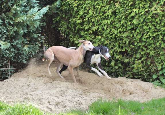 Windhunde - Treffen der besonderen Schönheiten
HERZLICH WILLKOMMEN-Beitrag-Bild