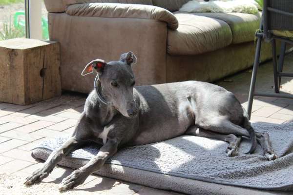 Windhunde - Treffen der besonderen Schönheiten
HERZLICH WILLKOMMEN-Beitrag-Bild