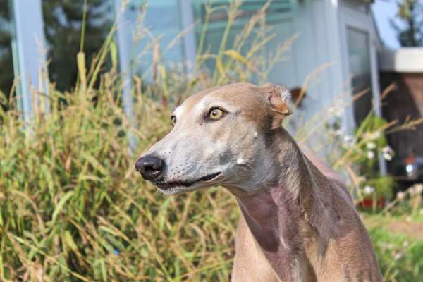 Windhunde - Treffen der besonderen Schönheiten
HERZLICH WILLKOMMEN-Beitrag-Bild