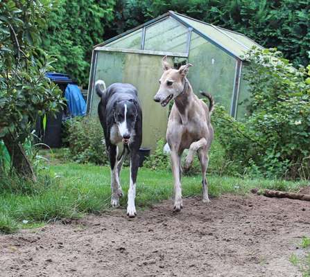 Windhunde - Treffen der besonderen Schönheiten
HERZLICH WILLKOMMEN-Beitrag-Bild