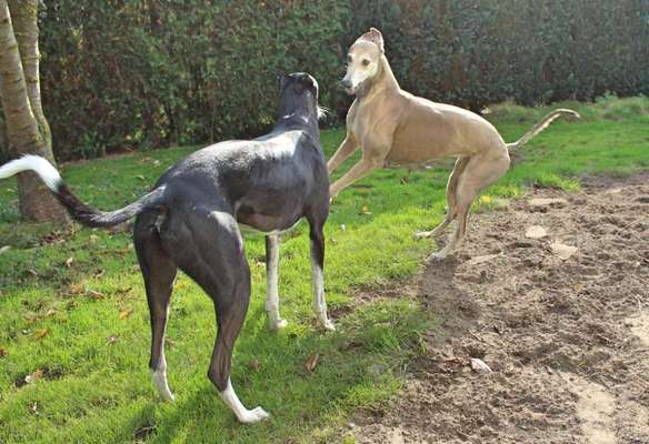 Windhunde - Treffen der besonderen Schönheiten
HERZLICH WILLKOMMEN-Beitrag-Bild