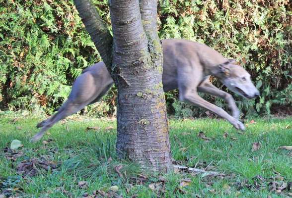 Windhunde - Treffen der besonderen Schönheiten
HERZLICH WILLKOMMEN-Beitrag-Bild