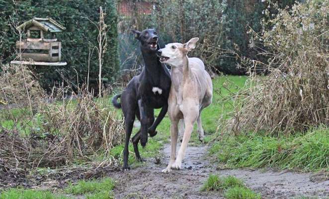 Windhunde - Treffen der besonderen Schönheiten
HERZLICH WILLKOMMEN-Beitrag-Bild