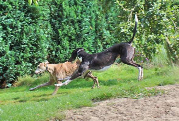 Windhunde - Treffen der besonderen Schönheiten
HERZLICH WILLKOMMEN-Beitrag-Bild