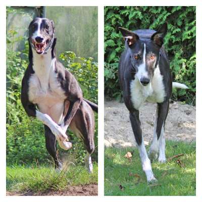 Windhunde - Treffen der besonderen Schönheiten
HERZLICH WILLKOMMEN-Beitrag-Bild