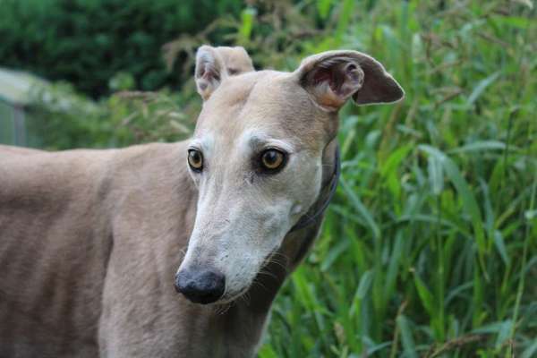 Windhunde - Treffen der besonderen Schönheiten
HERZLICH WILLKOMMEN-Beitrag-Bild