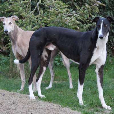 Windhunde - Treffen der besonderen Schönheiten
HERZLICH WILLKOMMEN-Beitrag-Bild