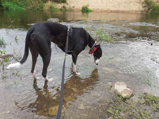 Windhunde - Treffen der besonderen Schönheiten
HERZLICH WILLKOMMEN-Beitrag-Bild