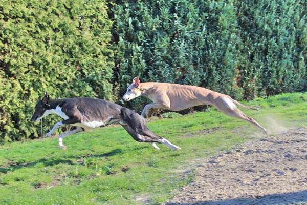Windhunde - Treffen der besonderen Schönheiten
HERZLICH WILLKOMMEN-Beitrag-Bild