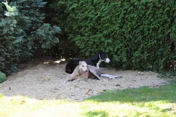 Windhunde - Treffen der besonderen Schönheiten
HERZLICH WILLKOMMEN-Beitrag-Bild