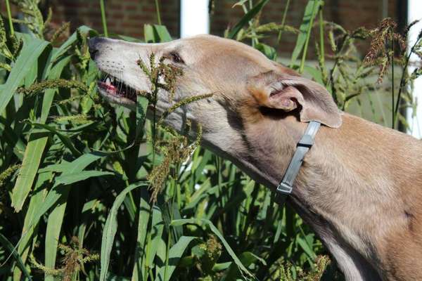 Windhunde - Treffen der besonderen Schönheiten
HERZLICH WILLKOMMEN-Beitrag-Bild