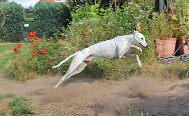 Windhunde - Treffen der besonderen Schönheiten
HERZLICH WILLKOMMEN-Beitrag-Bild
