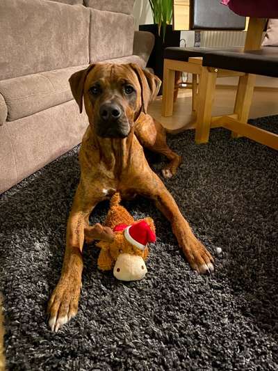 Rhodesian Ridgeback-Beitrag-Bild