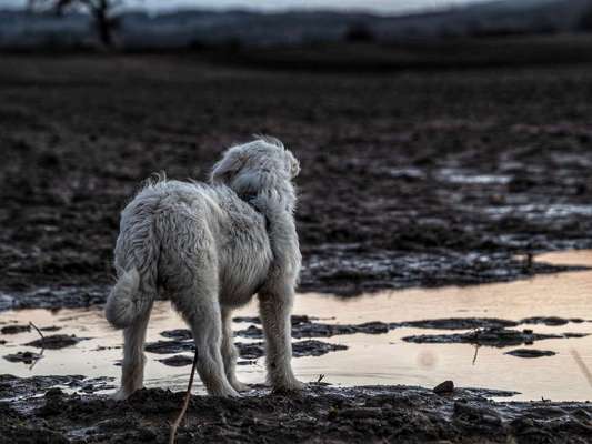 Hunderasse gesucht
Was meint ihr?-Beitrag-Bild