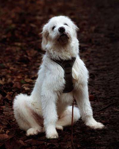 Herdenschutzhunde-Beitrag-Bild