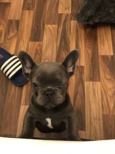 CHALLENGE NR. 19 - Der Hundeblick-Beitrag-Bild