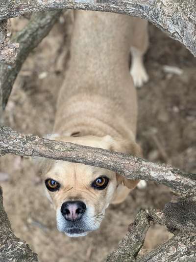 Seltene Rassen!-Beitrag-Bild