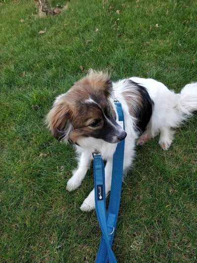 Auslandstierschutz-Beitrag-Bild