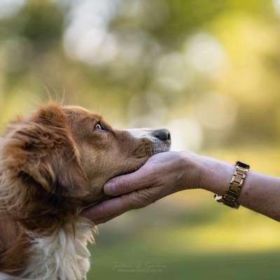 Hundetreffen-Ein Shooting am Wochenende Samstag 30.5. oder 31.5.-Bild