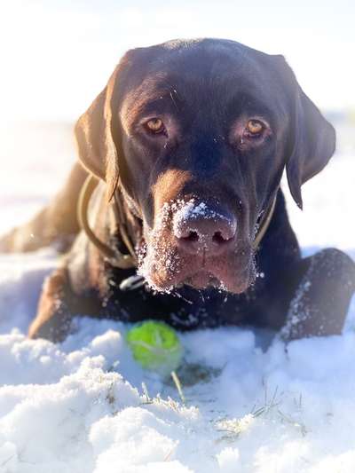 Zeigt die schönsten Schneebilder von eurer Fellnase ❄️-Beitrag-Bild