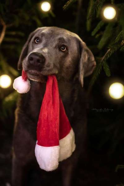 Dogorama Photo Challenge - Weihnachtsbaum-Beitrag-Bild