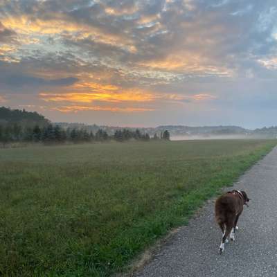 Hundetreffen-Training für Hundebegegnungen-Profilbild