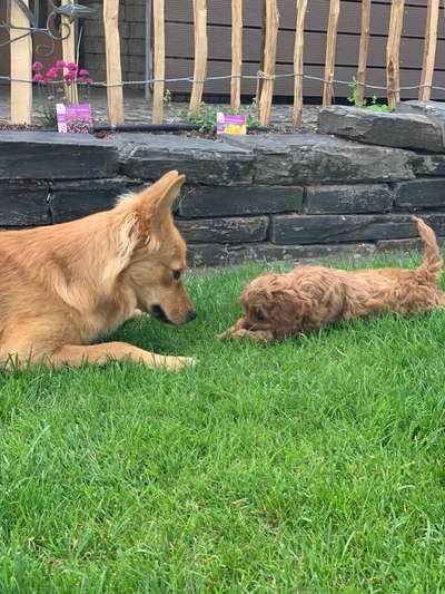 Bester Freund, Hundekumpel - zeigt her!-Beitrag-Bild
