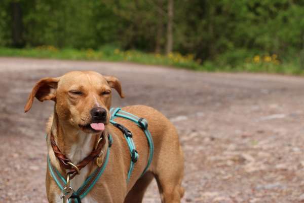 Die Dogorama-Wochen-Challenge "Die schönste Grimasse"-Beitrag-Bild