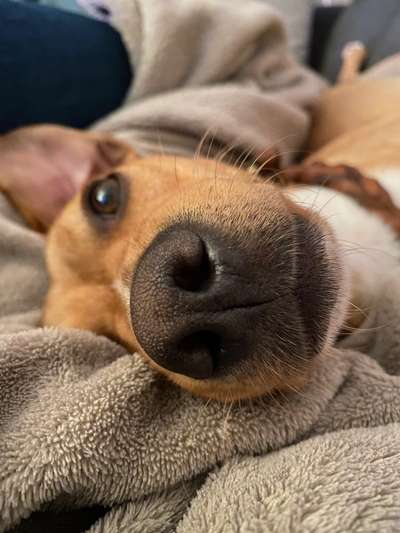 Zeigt mir die tollste Nahaufnahme von eurer Fellnase-Beitrag-Bild